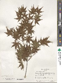 Acer palmatum image