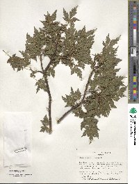 Acer palmatum image