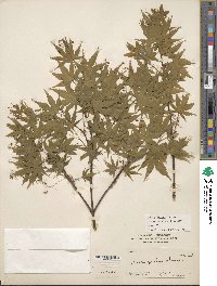 Acer palmatum image