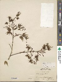Acer palmatum image