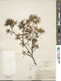 Acer palmatum image