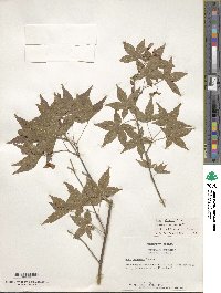 Acer palmatum image