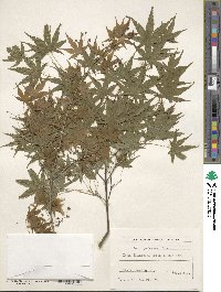 Acer palmatum image