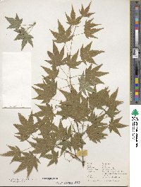 Acer palmatum image