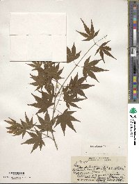 Acer palmatum image