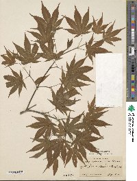 Acer palmatum var. amoenum image