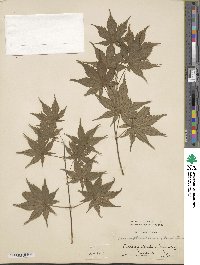 Acer palmatum subsp. palmatum image