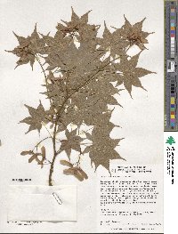 Acer palmatum image