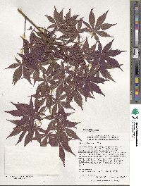 Acer palmatum image