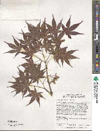 Acer palmatum image