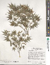 Acer palmatum image