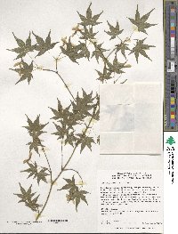 Acer palmatum subsp. palmatum image