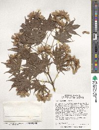 Acer palmatum image