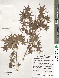 Acer palmatum image