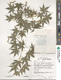 Acer palmatum image