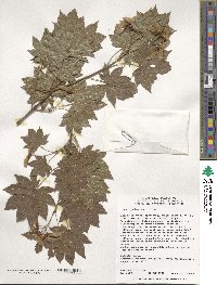 Acer palmatum image