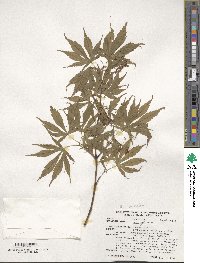 Acer palmatum image