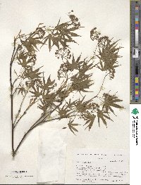 Acer palmatum image