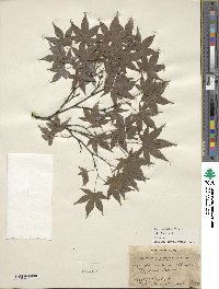 Acer palmatum image