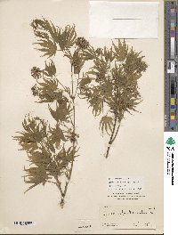Acer palmatum image