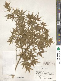 Acer palmatum image