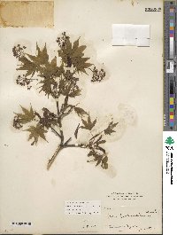 Acer palmatum image