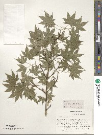 Acer palmatum image