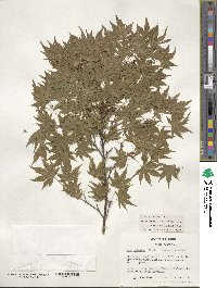 Acer palmatum image