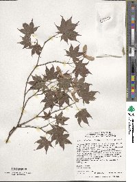 Acer palmatum image