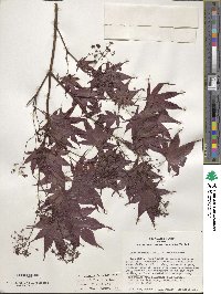 Acer palmatum image