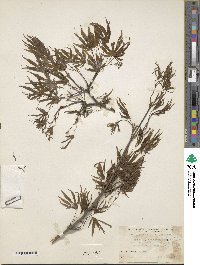 Acer palmatum image