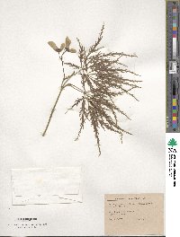 Acer palmatum image