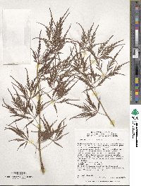 Acer palmatum image