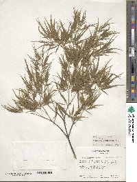 Acer palmatum image