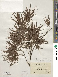 Acer palmatum var. amoenum image