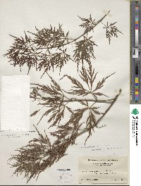 Acer palmatum var. amoenum image