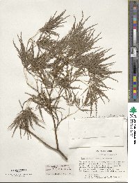 Acer palmatum var. amoenum image