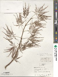 Acer palmatum image