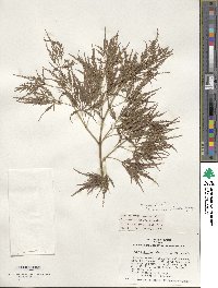 Acer palmatum var. amoenum image