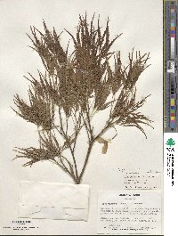 Acer palmatum image