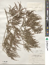 Acer palmatum var. amoenum image