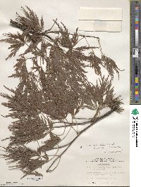 Acer palmatum var. amoenum image