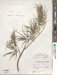 Acer palmatum var. amoenum image