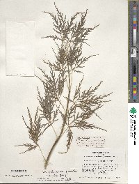 Acer palmatum var. amoenum image