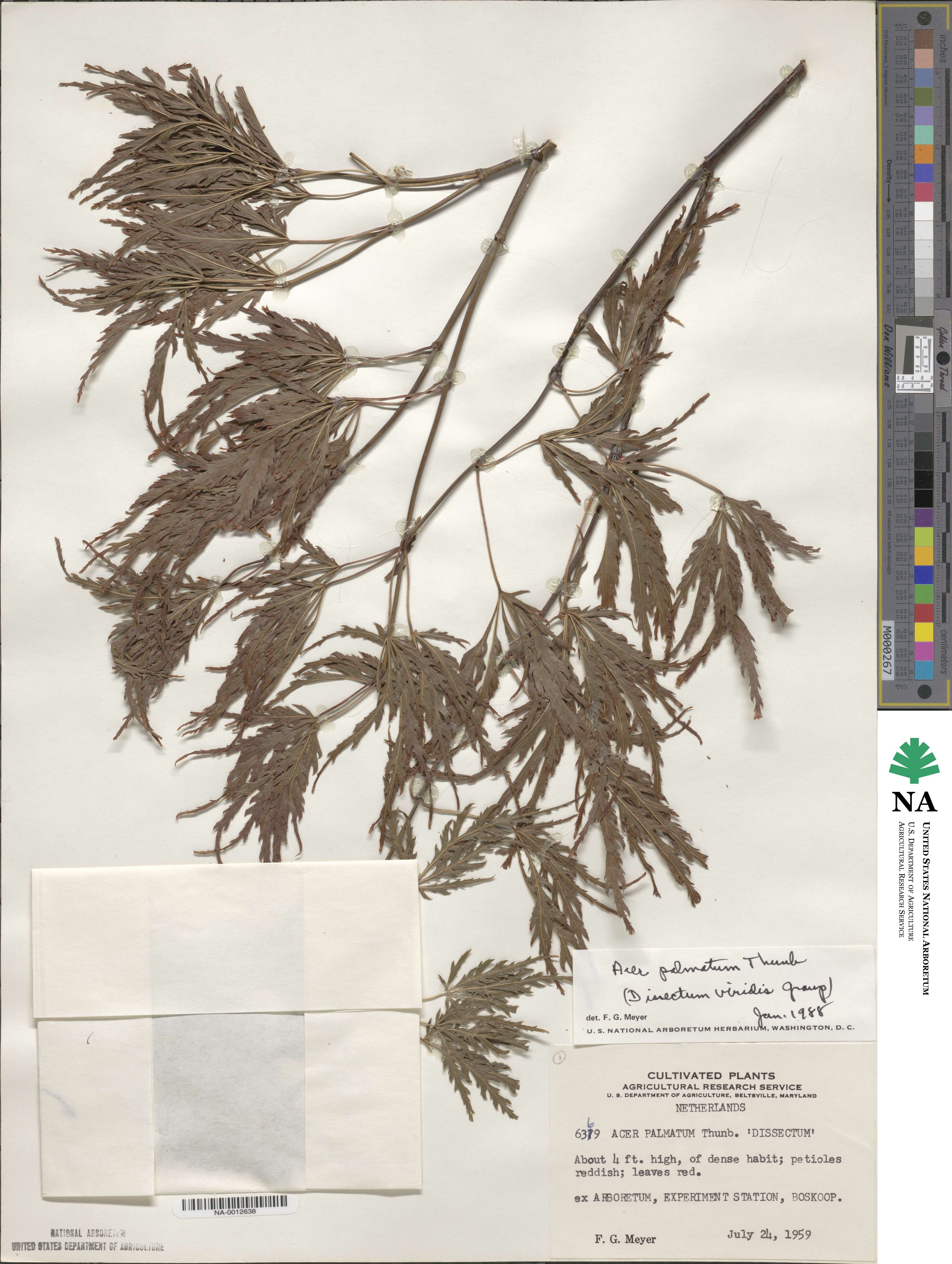 Acer palmatum var. amoenum image