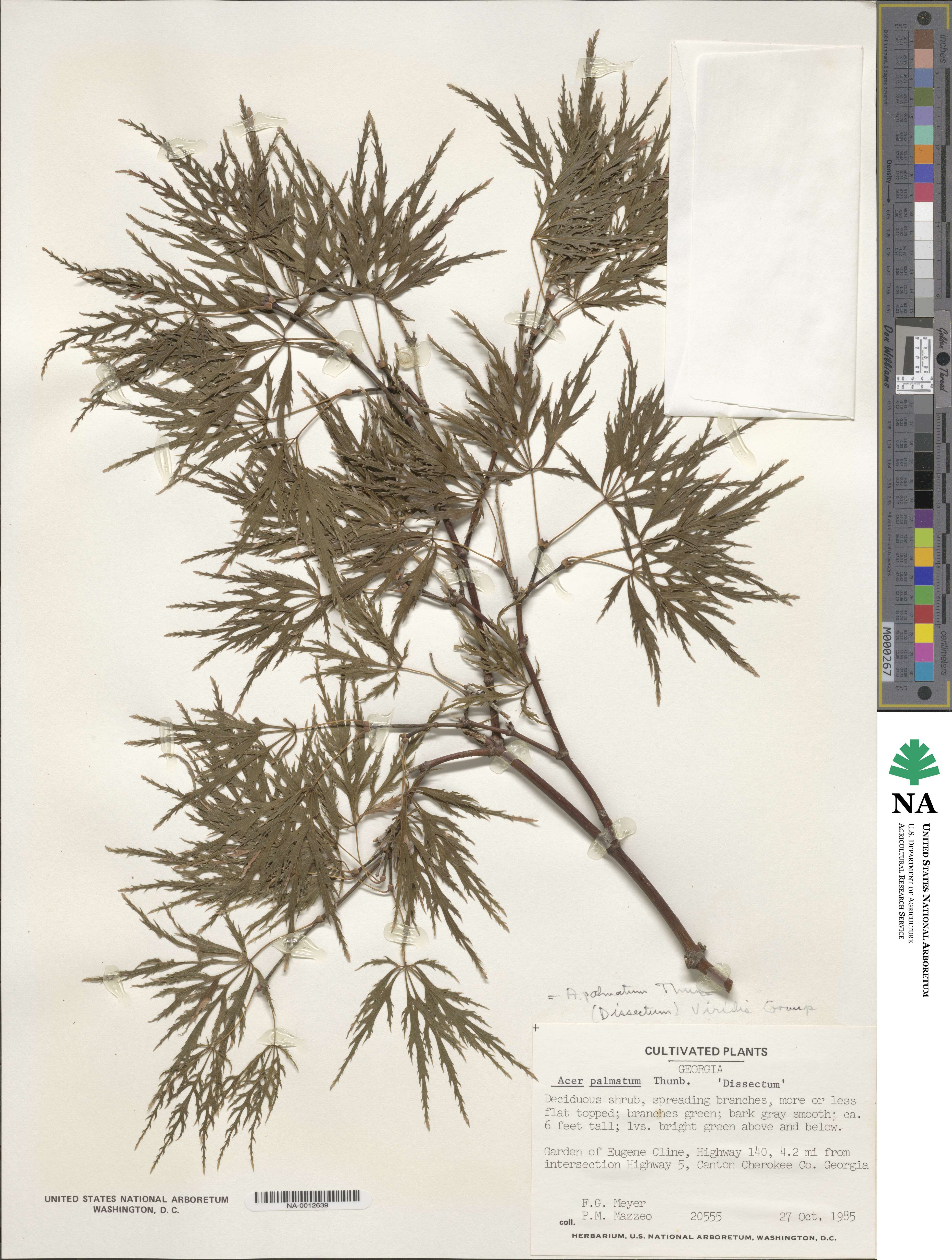 Acer palmatum var. amoenum image