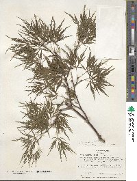 Acer palmatum var. amoenum image