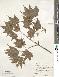 Acer palmatum var. amoenum image