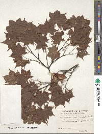 Acer palmatum var. amoenum image