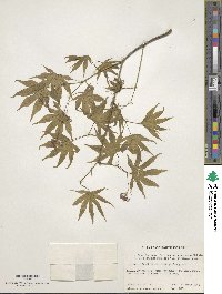 Acer palmatum image